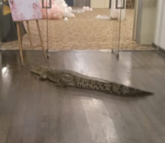 Crocodile Discovered Inside Battaramulla Hotel; Staff Safely Guide Animal Away