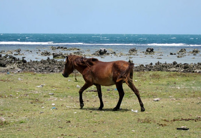 Sri Lanka Plans Zero-Emission Tourism Development for Delft Island