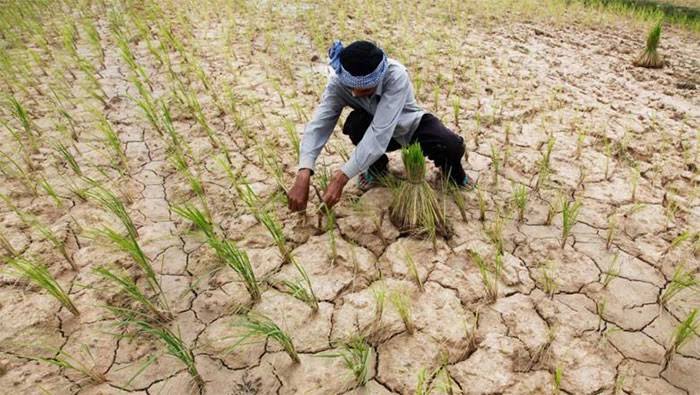 Government accelerates compensation for drought-affected farmers across five districts