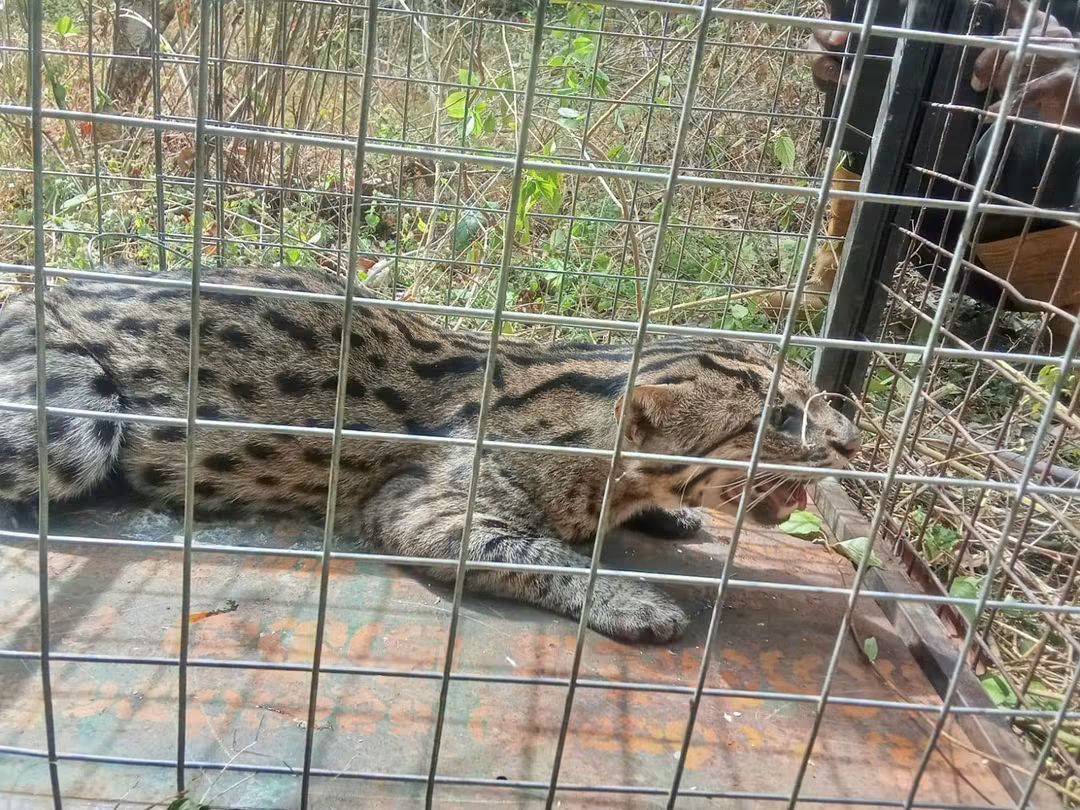 Fishing Cat Freed from Snare in Polonnaruwa District