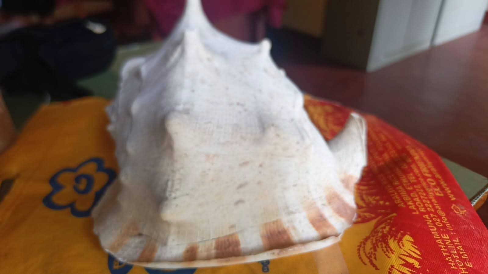 Man Arrested for Attempting to Sell Protected Sea Snail Shell Online