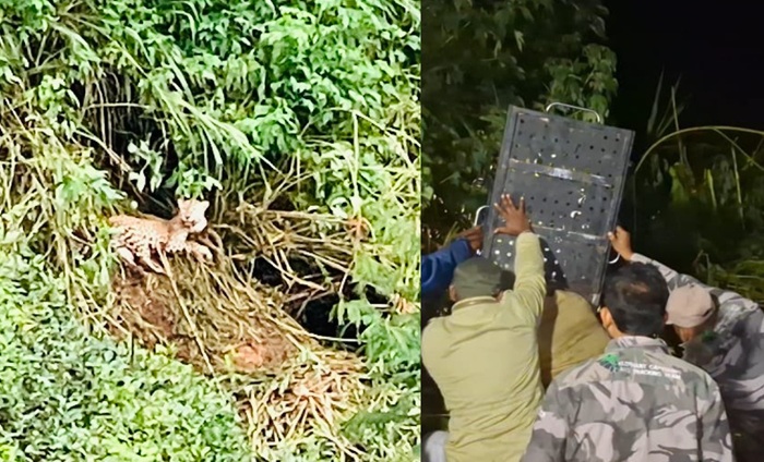 Leopard Rescued from Wire Snare in Kotagala, Undergoing Treatment