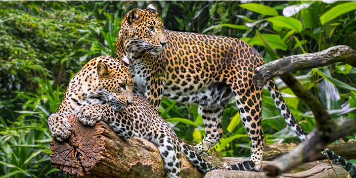 Yala National Park Offers More Than Leopards, Say Wildlife Experts