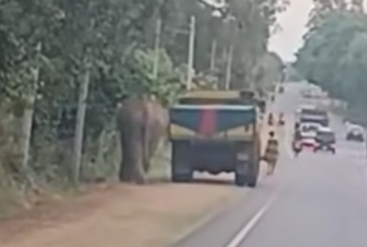 Lorry driver shields pedestrian from wild elephant in Dambulla