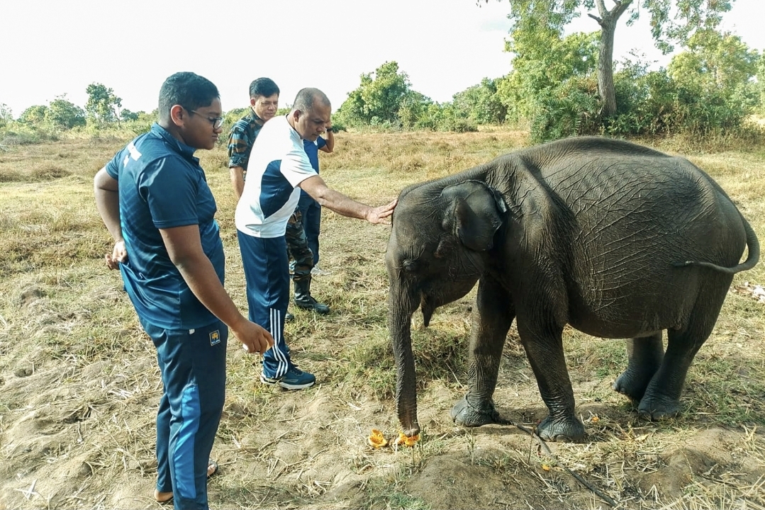 Young Tusker Rescued and Treated After Separation from Herd in Mahawa