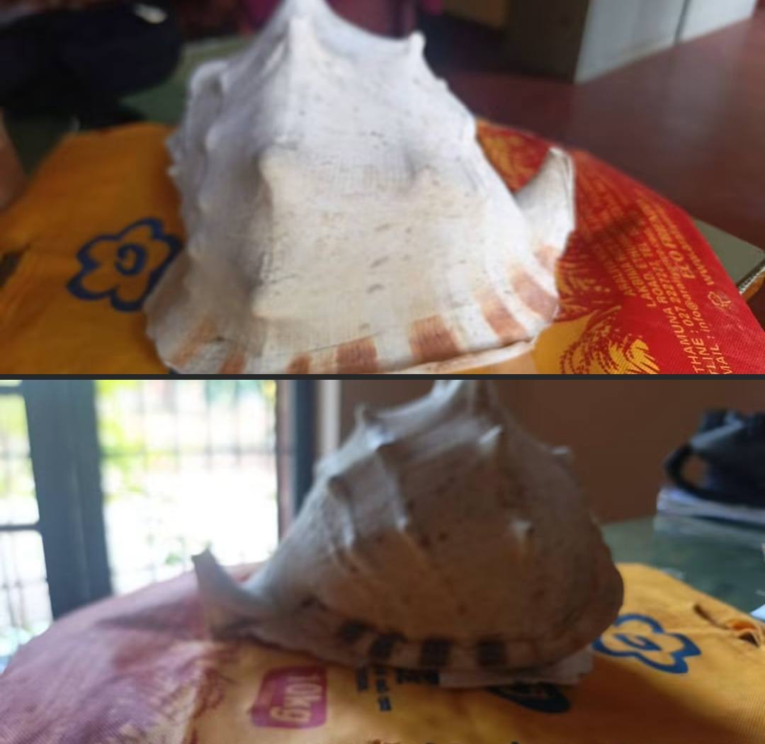 Man arrested for attempting to sell protected Horned Helmet snail shell