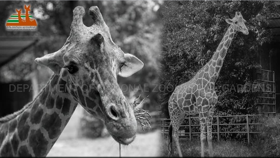 Dehiwala Zoo's Elderly Giraffe Dies at Nearly 30 Years Old
