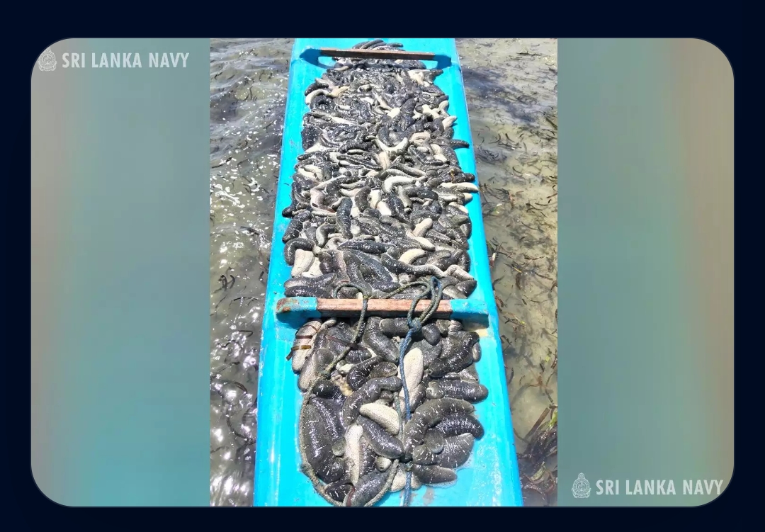 Man arrested with 380 sea cucumbers in Kilinochchi