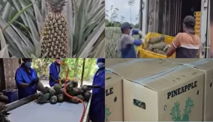 Sri Lanka ships first pineapple consignment to Pakistan, opening new agricultural export route
