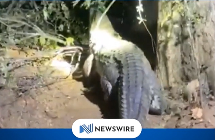 Crocodile Captured in Eppawala Garden Handed to Wildlife Authorities