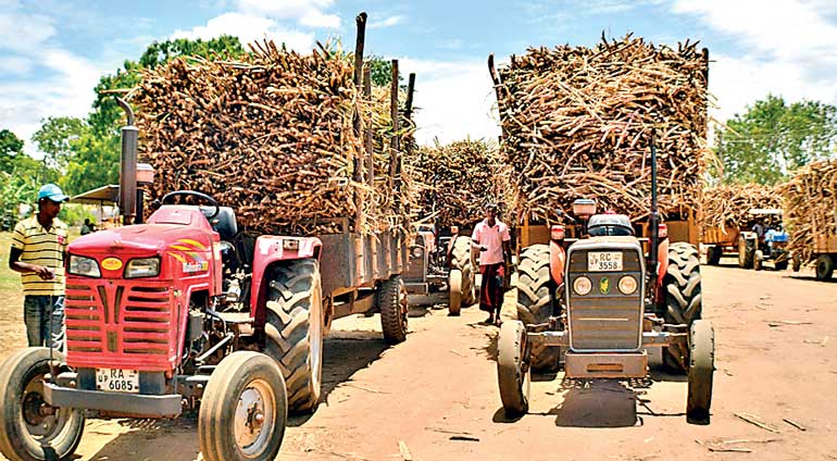 Sevanagala Sugar Factory Closes Amid Labour Dispute