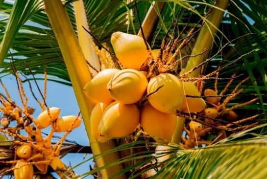 Sri Lanka launches ambitious 'King Coconut Villages' expansion programme